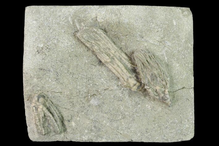 Three Species of Crinoids on One Plate - Crawfordsville, Indiana #149014